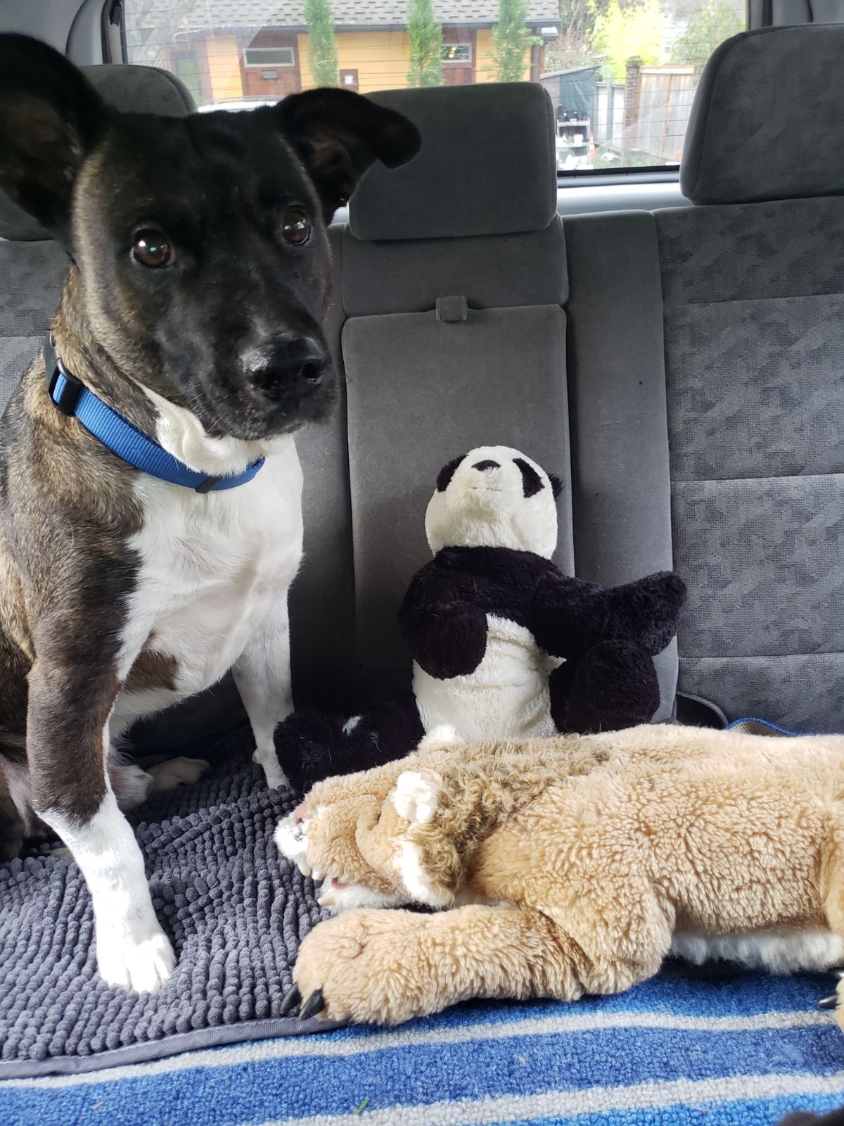 Guante on a car ride with his stuffed friends