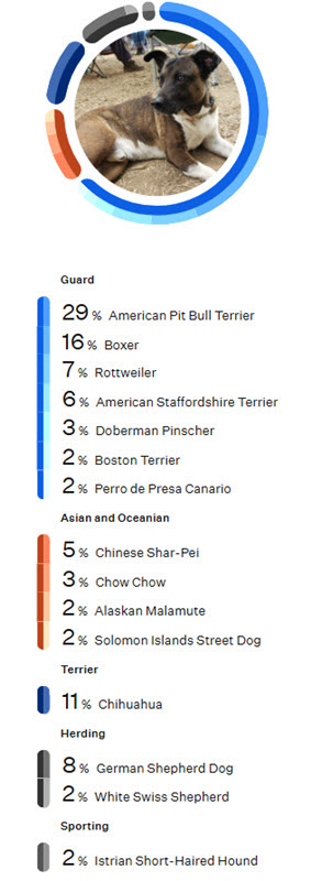 Wisdom Panel DNA results showing Guante's 15 apparent breeds