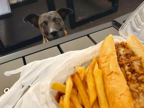 Guante patiently watching a plate of french fries without begging