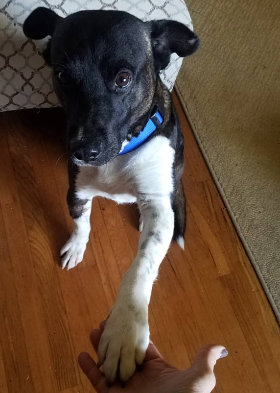 Guante offering his paw