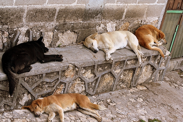 Street dogs in Chiapa, Mexico